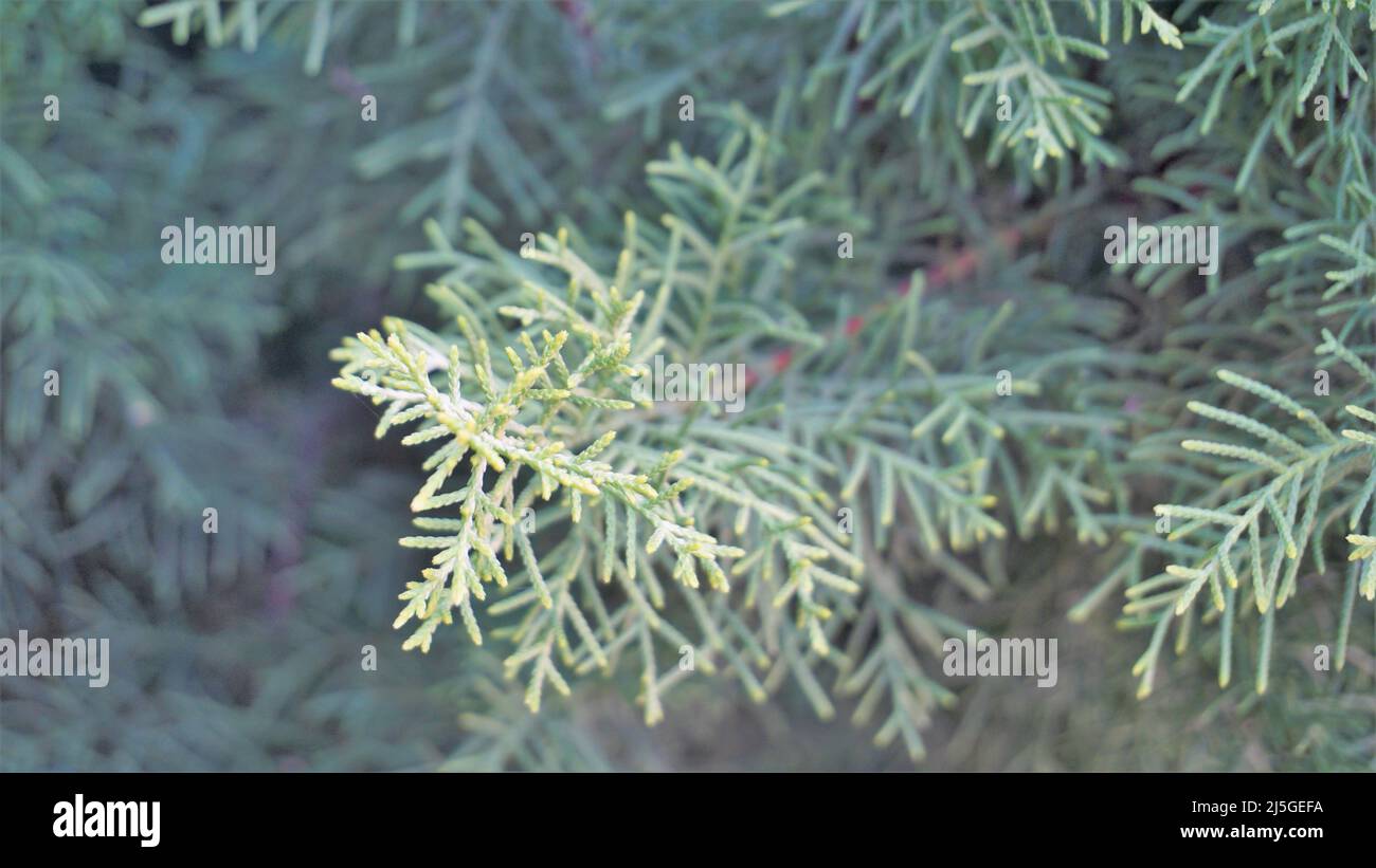 Closeup background image of Arizona cypress also known as Cupressus arizonica. Beautiful natural pattern Stock Photo