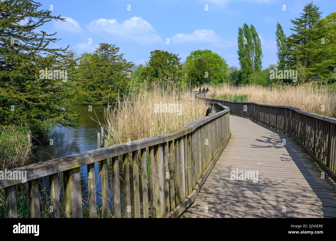 Dulwich Village, London, UK: Boardwalk by the lake in Dulwich Park. Dulwich Park is a public park in south London. Stock Photo