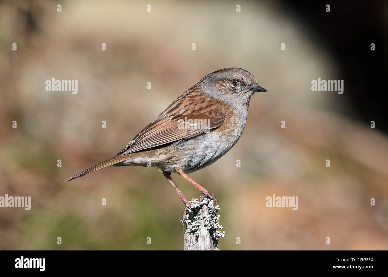 Dunnock standing on perch, clean background Stock Photo