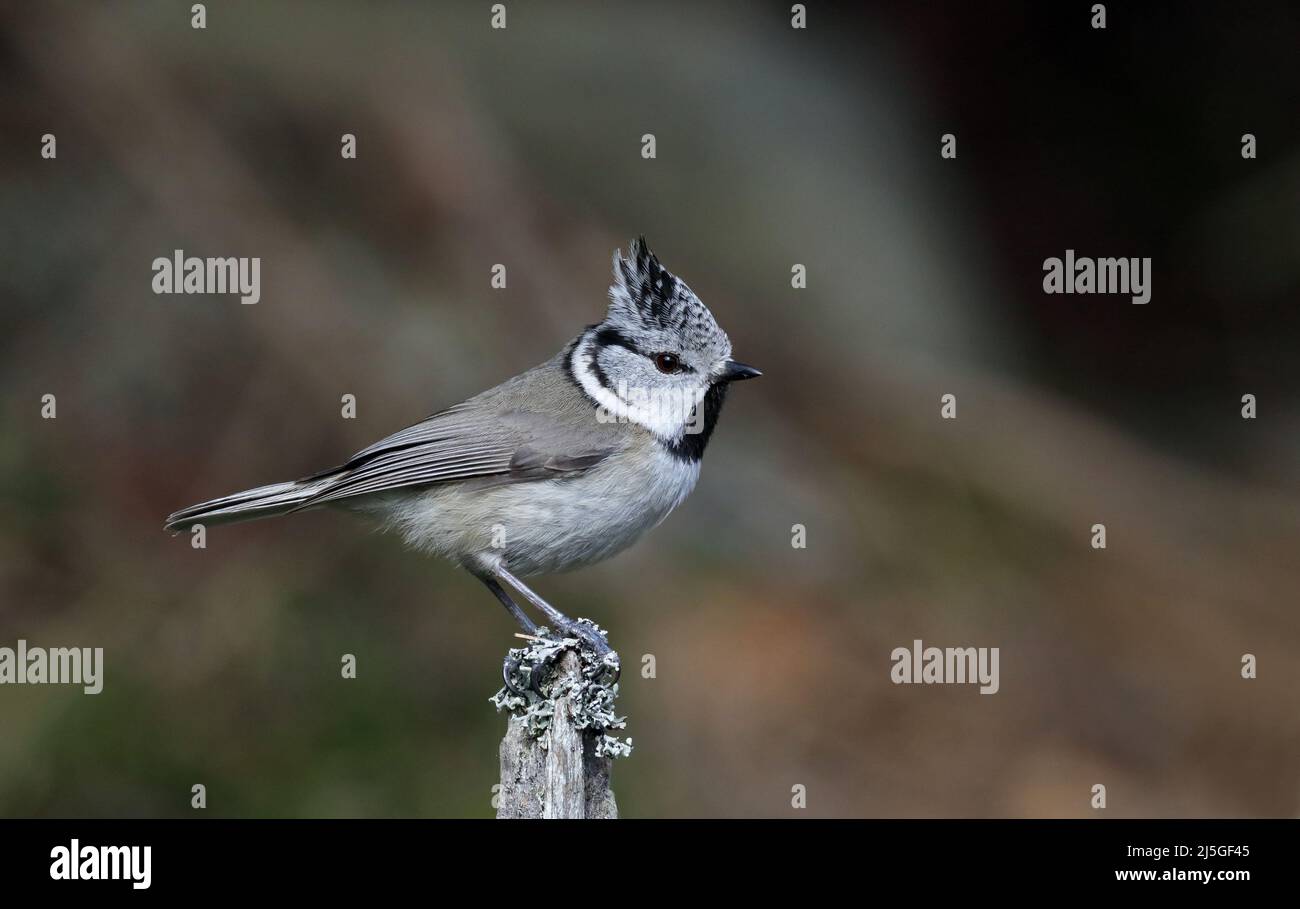 Crested tit sitting on perch, clean background Stock Photo