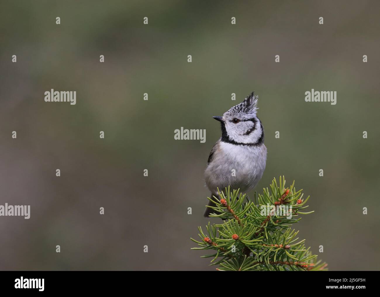Crested tit sitting on Spruce, clean background Stock Photo