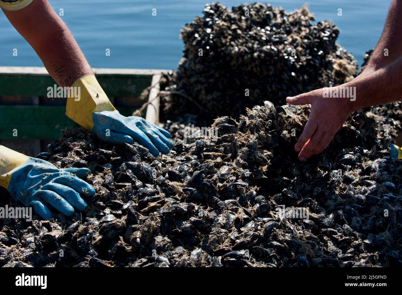 Taranto, Italy 22/09/2012: Fishermen's harbor under the Tamburi district. Mussel harvesting. ©Andrea Sabbadini Stock Photo