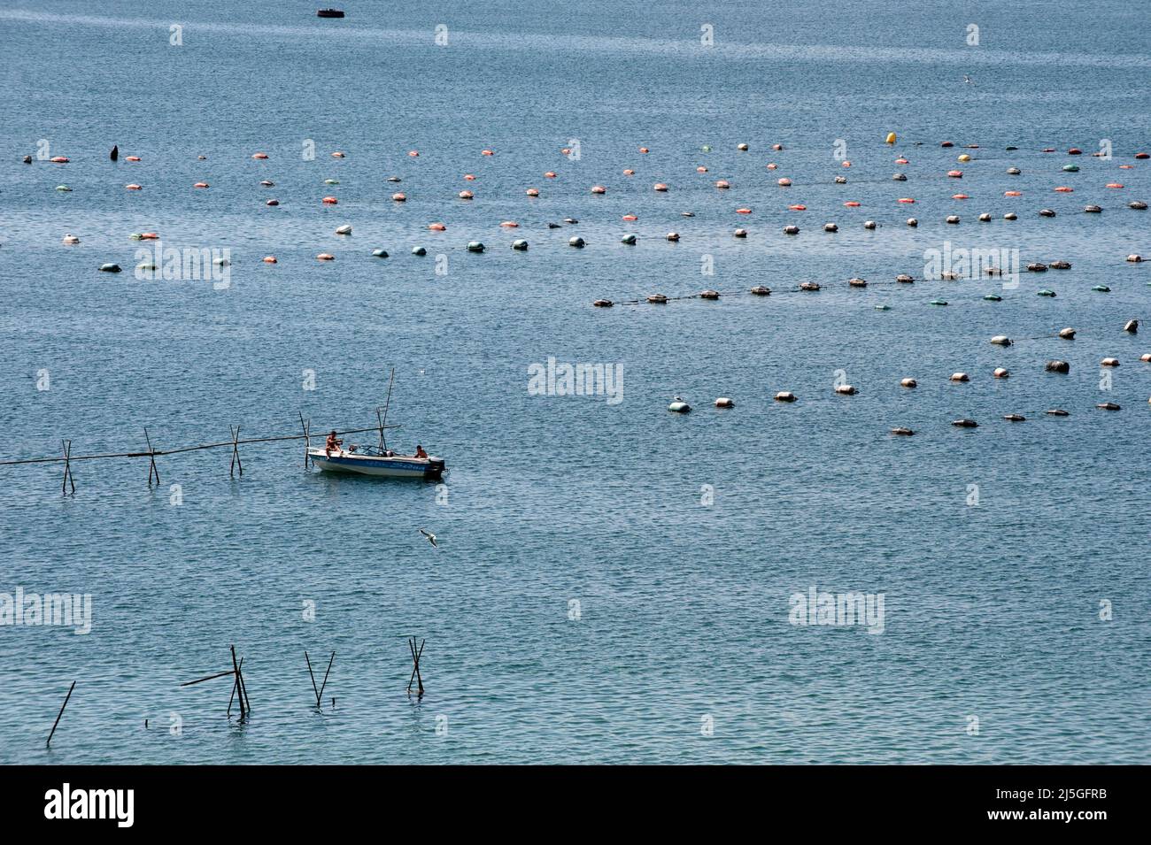 Taranto, Italy 23/09/2012: Cultivation of Taranto mussel in Mare Piccolo. ©Andrea Sabbadini Stock Photo
