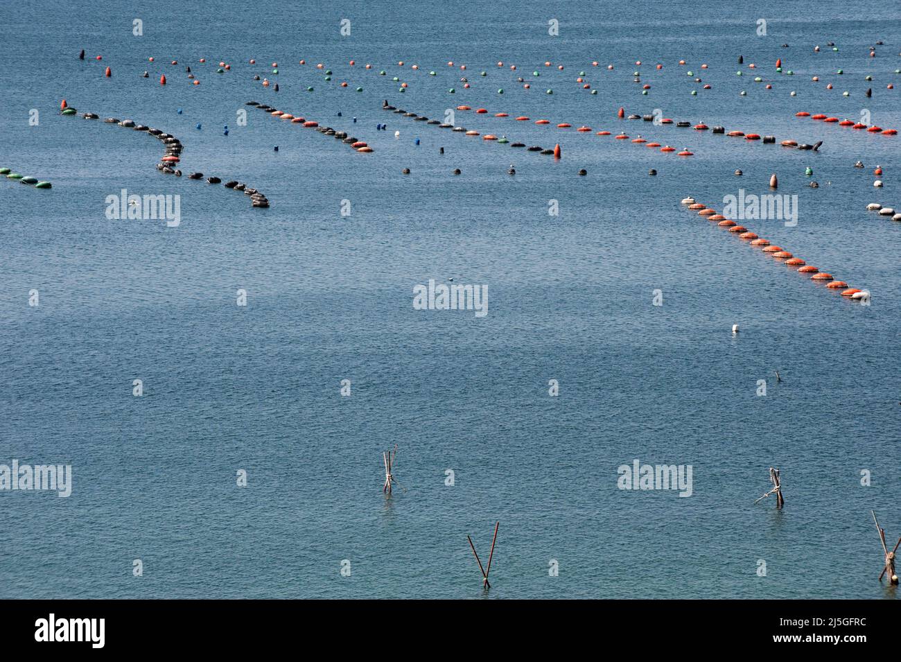 Taranto, Italy 23/09/2012: Cultivation of Taranto mussel in Mare Piccolo. ©Andrea Sabbadini Stock Photo