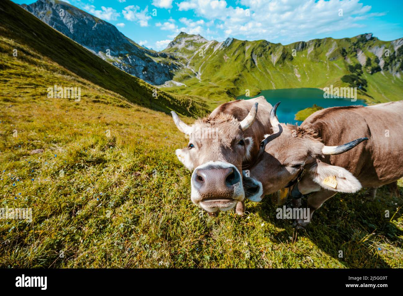 Cows grazing on the mountain meadow at lake Schrecksee in the bavarian alps Stock Photo