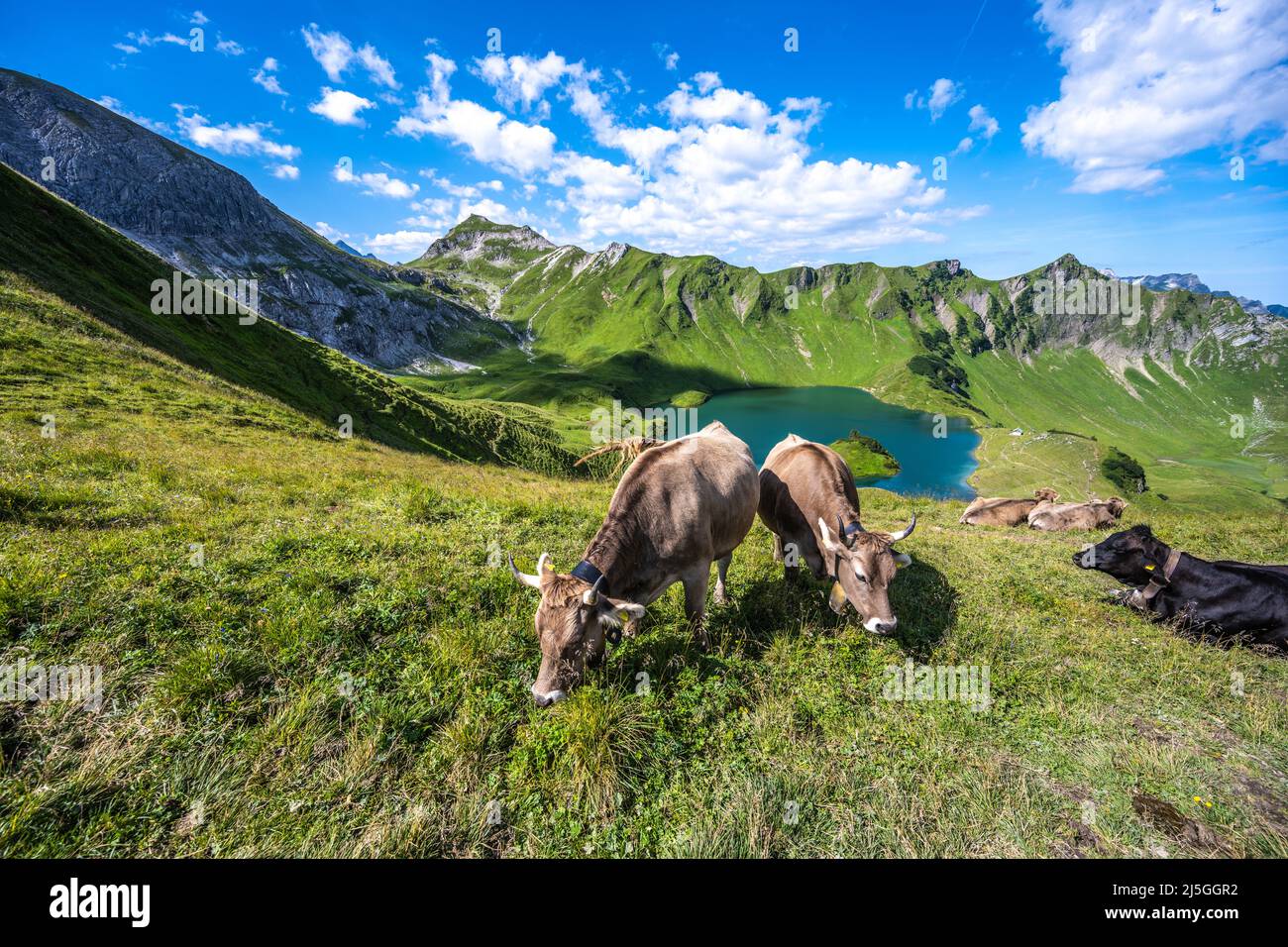 Cows grazing on the mountain meadow at lake Schrecksee in the bavarian alps Stock Photo