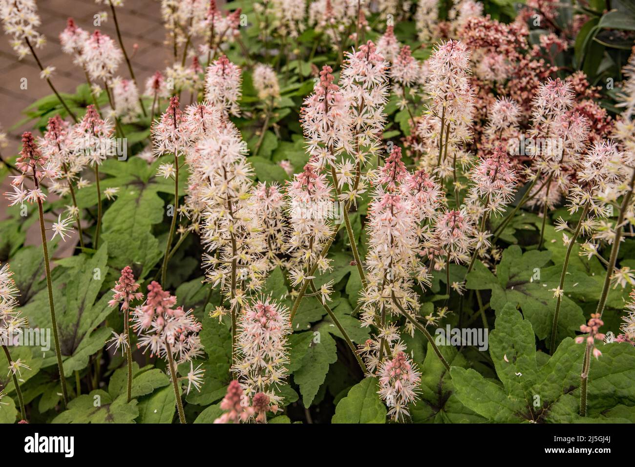 Royal Horticultural Society's Award of Garden Merit: for this Tiarella plant (also called foam flower) a member of the saxifrage family Stock Photo