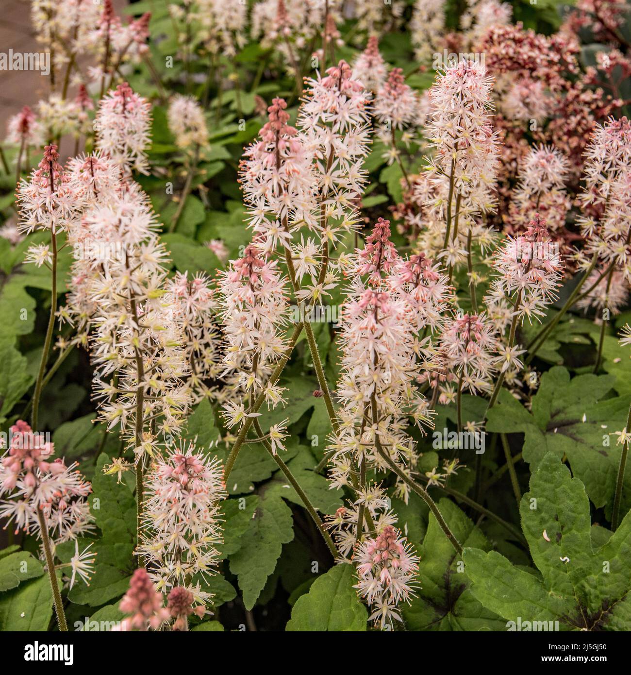 Royal Horticultural Society's Award of Garden Merit: for this Tiarella plant (also called foam flower) a member of the saxifrage family Stock Photo