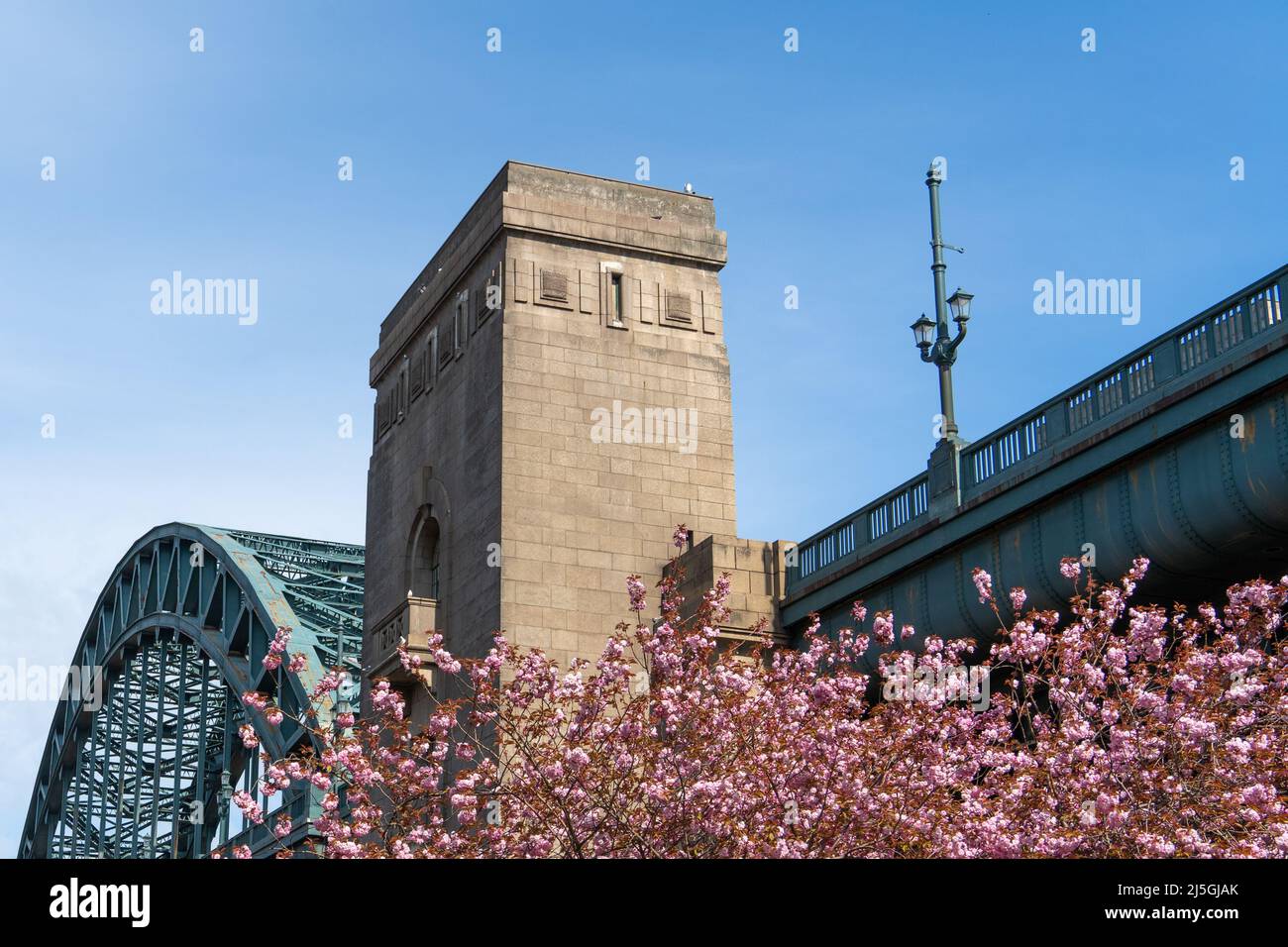 A stunning display of pink cherry blossom at the Tyne Bridge that joins Newcastle upon Tyne and Gateshead, UK. Credit: Hazel Plater/Alamy Stock Photo