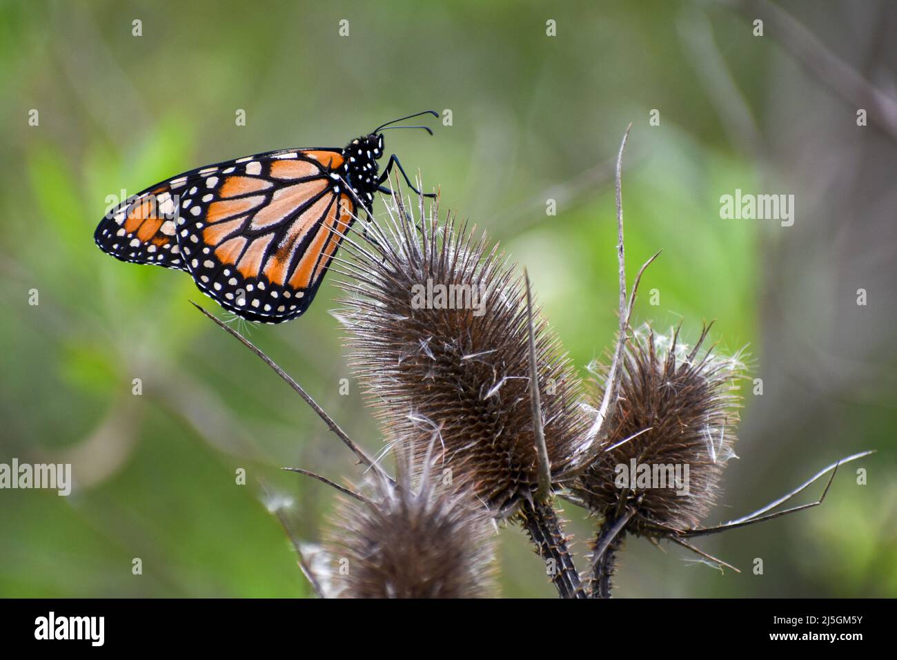 Southern monarch butterfly (Danaus erippus) home to Argentina, South America Stock Photo