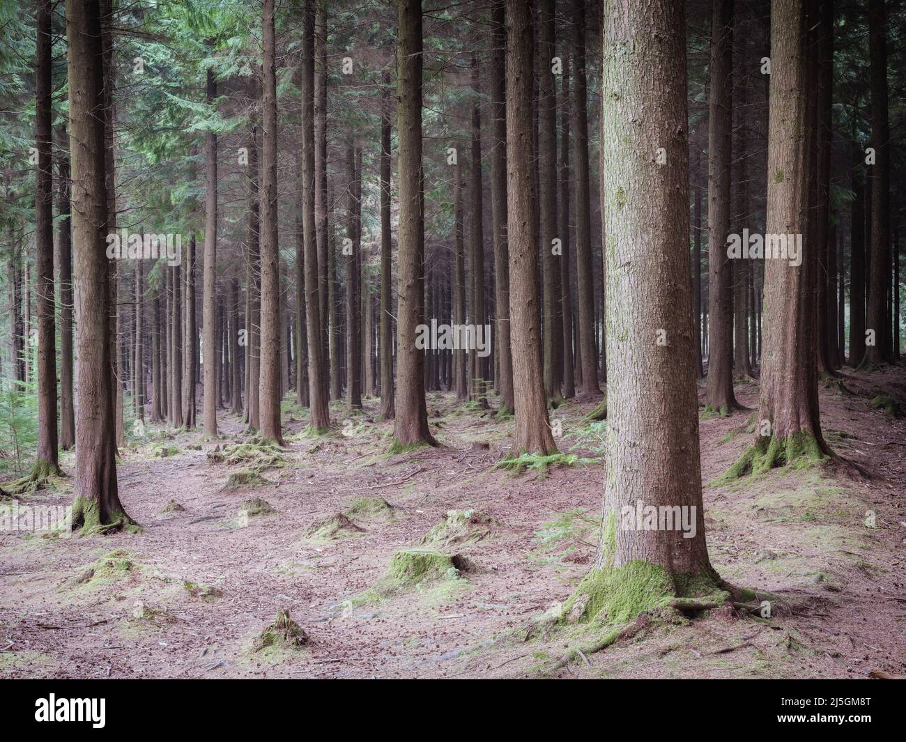 Ladock wood hi-res stock photography and images - Alamy