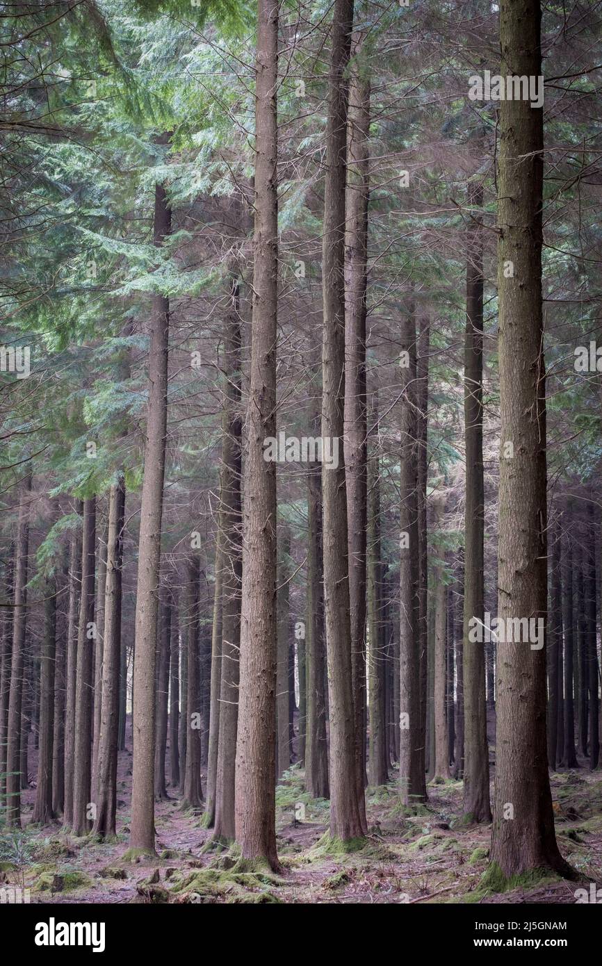 Ladock hi-res stock photography and images - Alamy