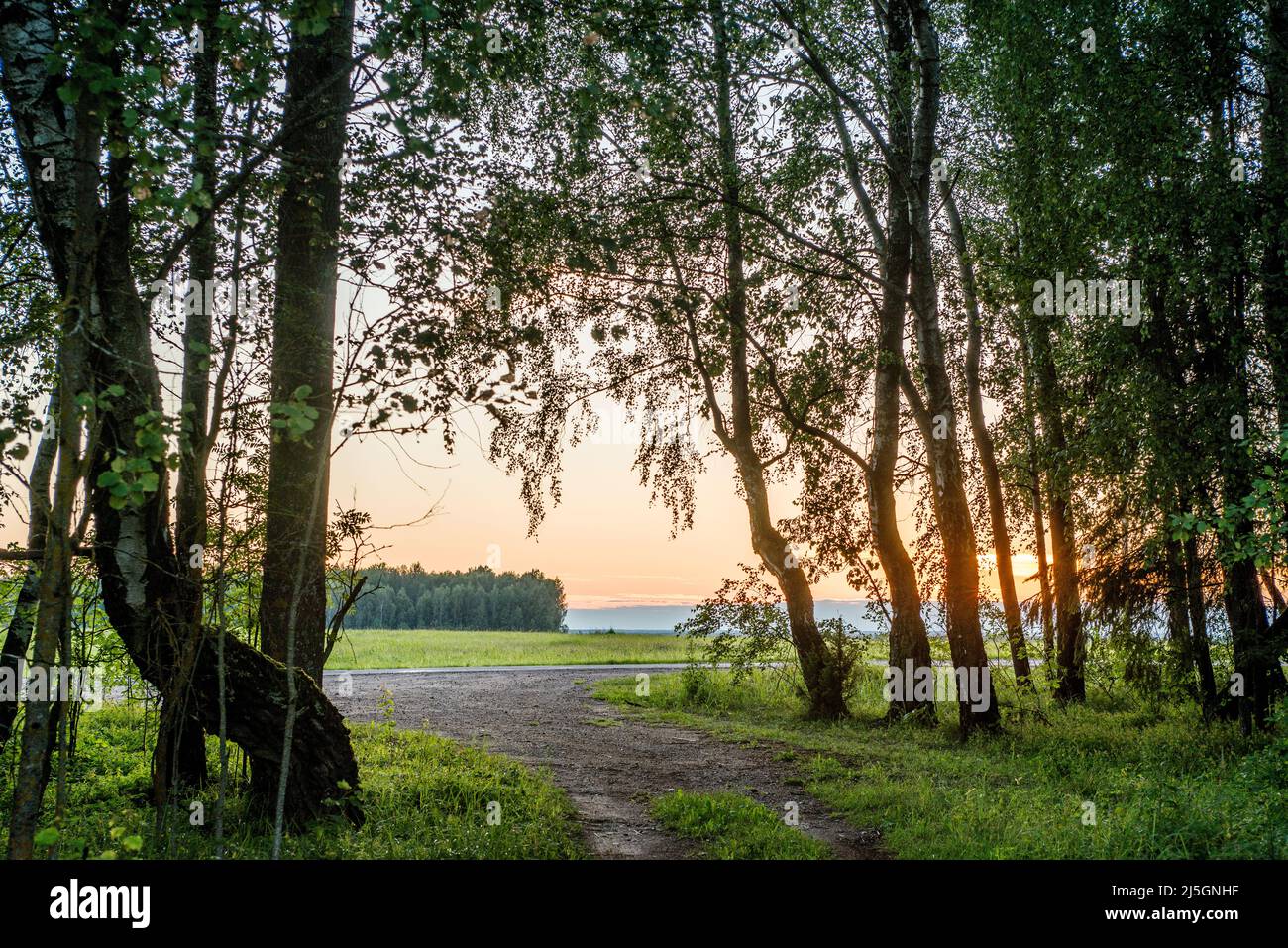 Landscape in the backlight, the edge of the forest at sunset in the ...