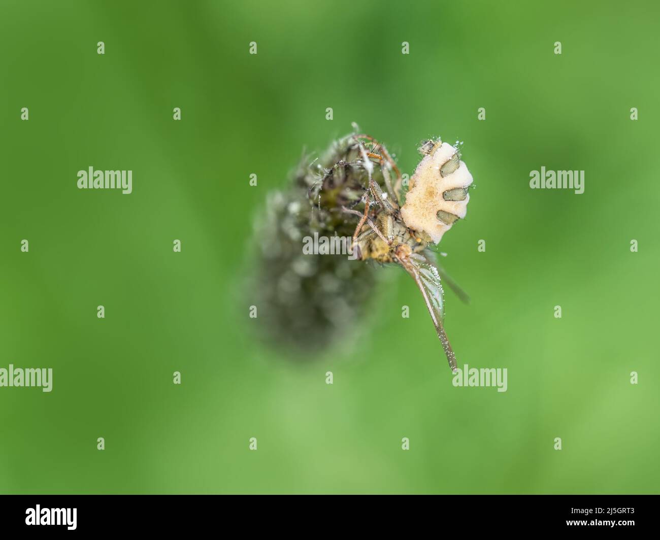 Fly killed by parasitic fungus, Entomophthora muscae. Stock Photo