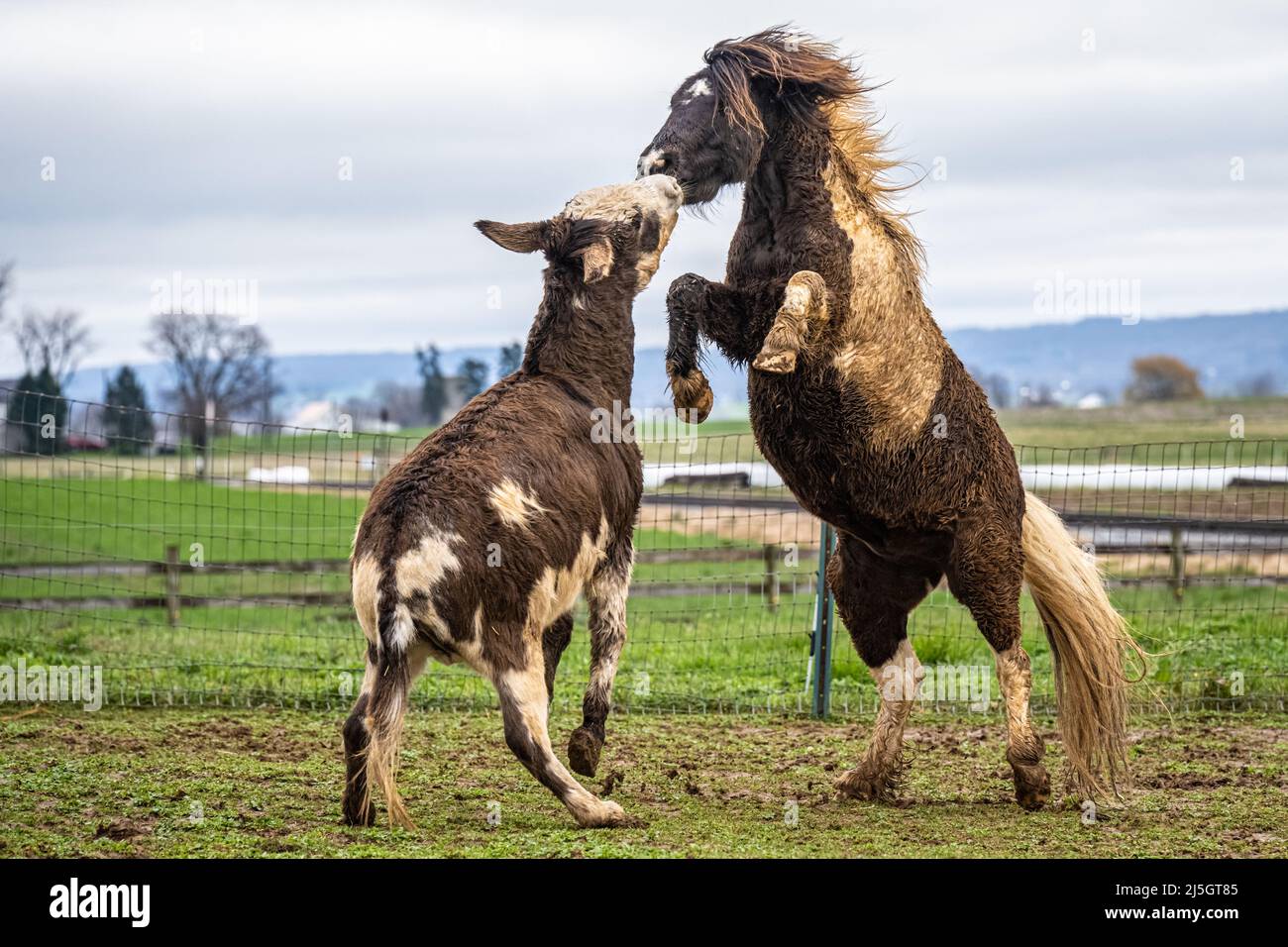 Rearing ponies in Lancaster County, Pennsylvania. (USA) Stock Photo