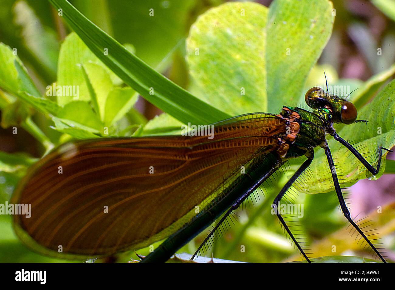 Dragonlfy insect alive macro photography, wings natural structure design inspiration amd engeneering inspiration on nature. Stock Photo