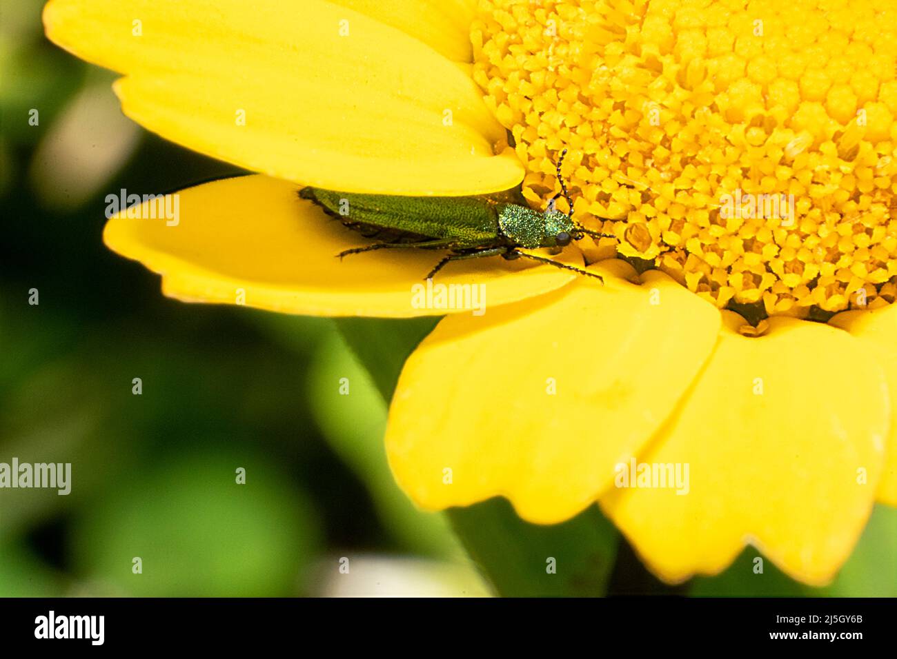 Chrysanthia superba is a species of false blister beetles belonging to the family Oedemeridae.Portuguese bugs. Macro photography yellow polen. Spring Stock Photo