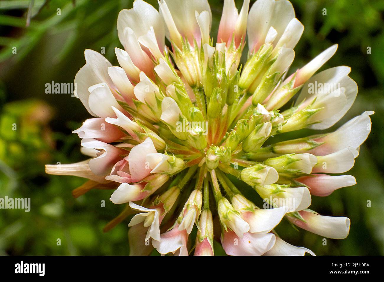 Wild plants and wild flowers closeups Stock Photo