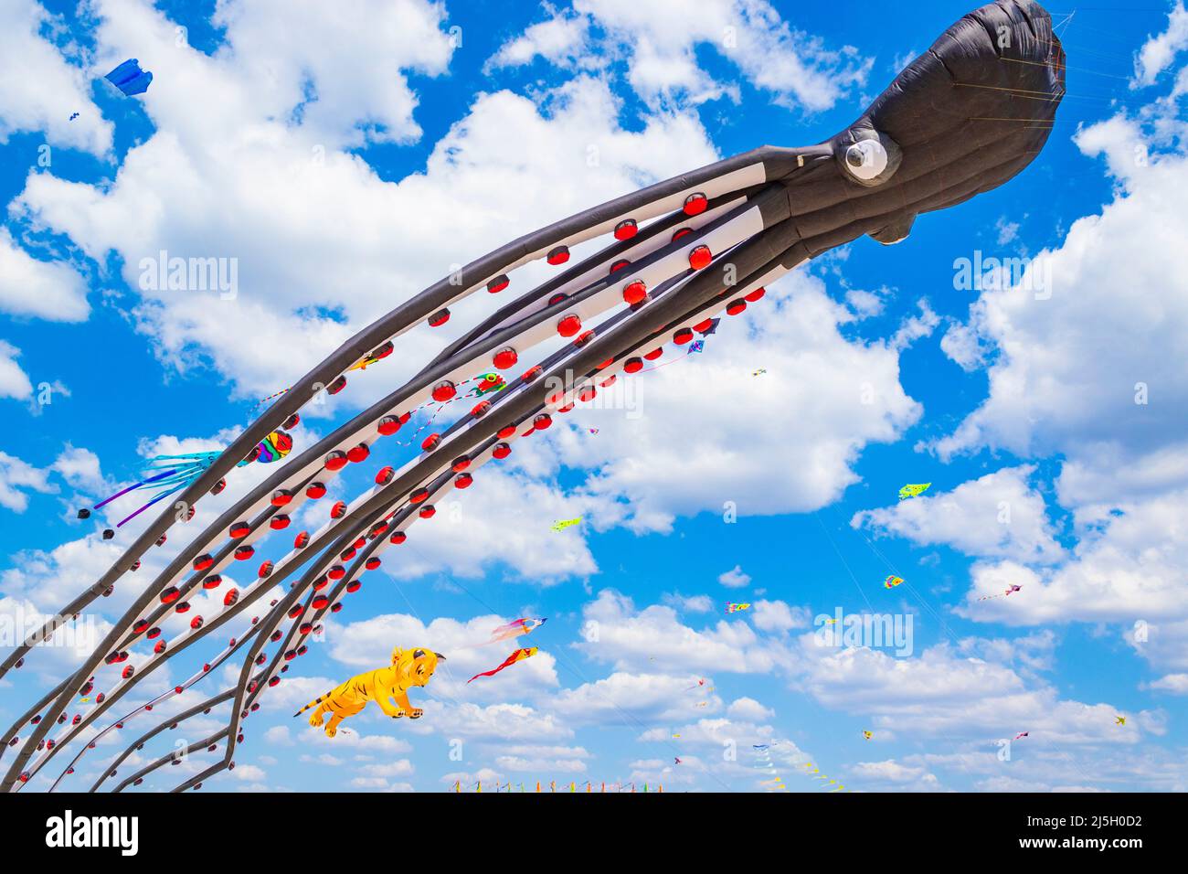 Bunch of kites flying on blue skies at Kite festival at Varna beach