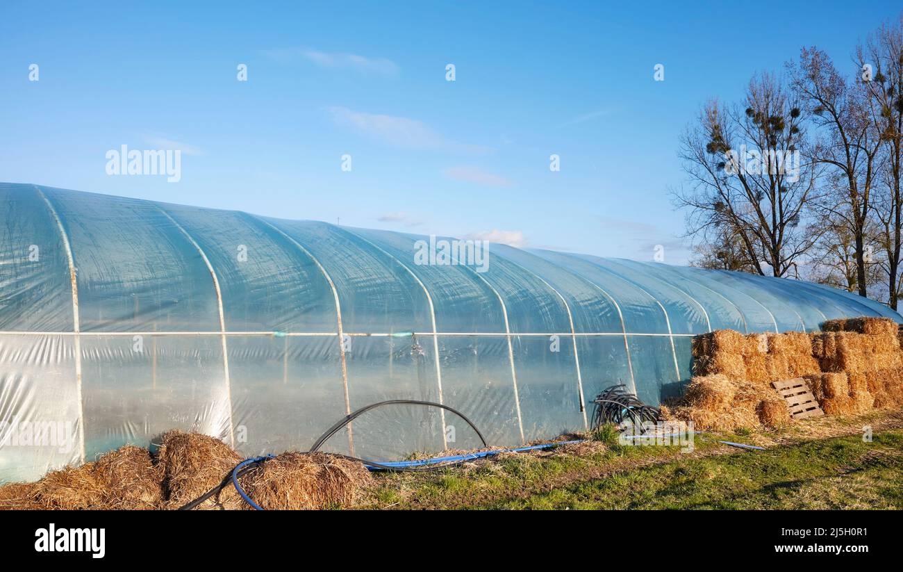 PVC tunnel greenhouse with hay bales used for insulation. Stock Photo