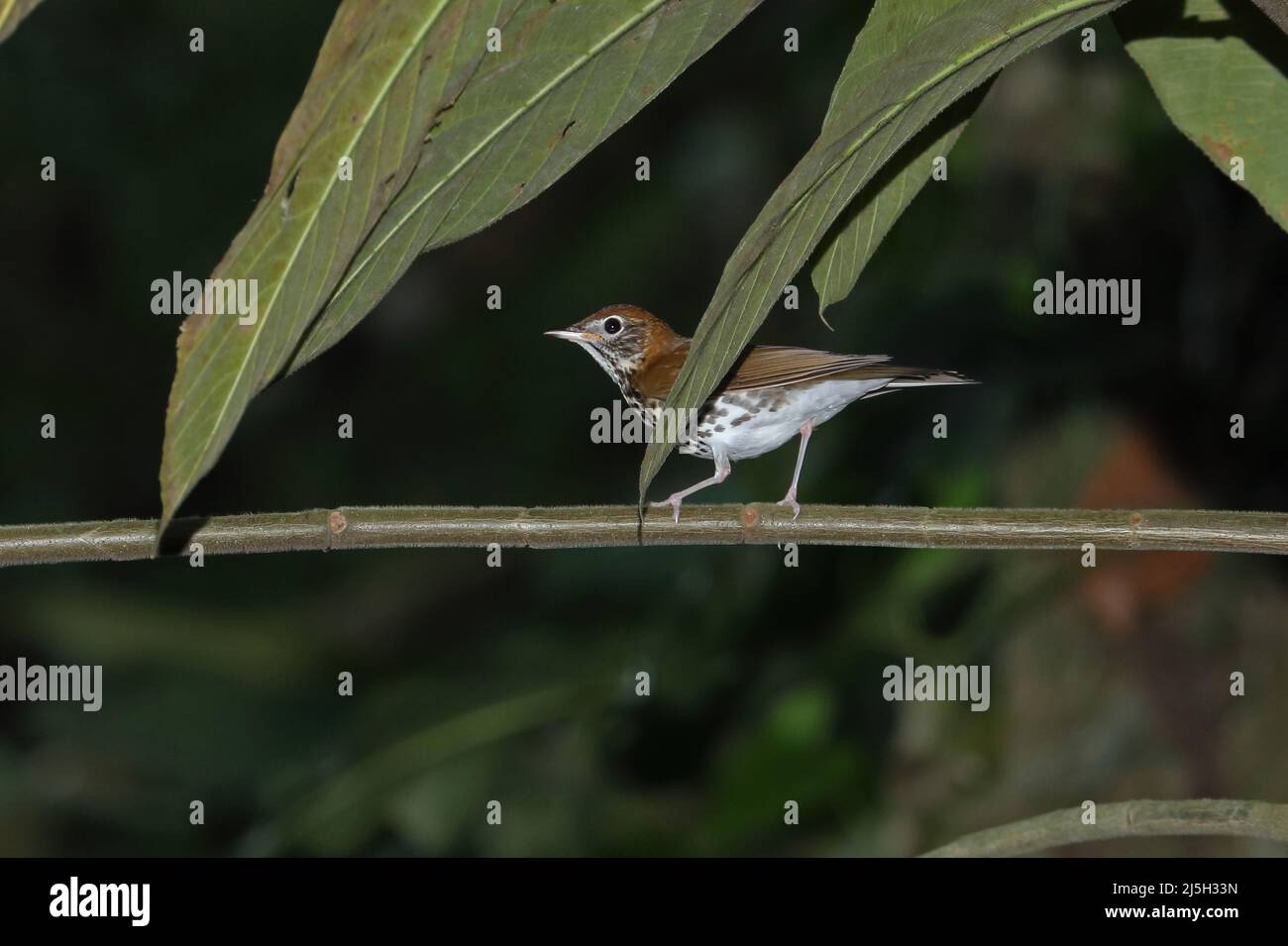 Wood Thrush (Hylocichla mustelina) adult perched on branch in rainforest Arenal. Costa Rica                March Stock Photo