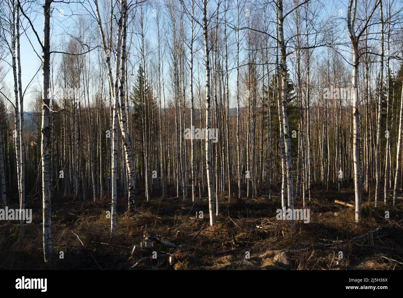A birch tree forest in early srping Stock Photo