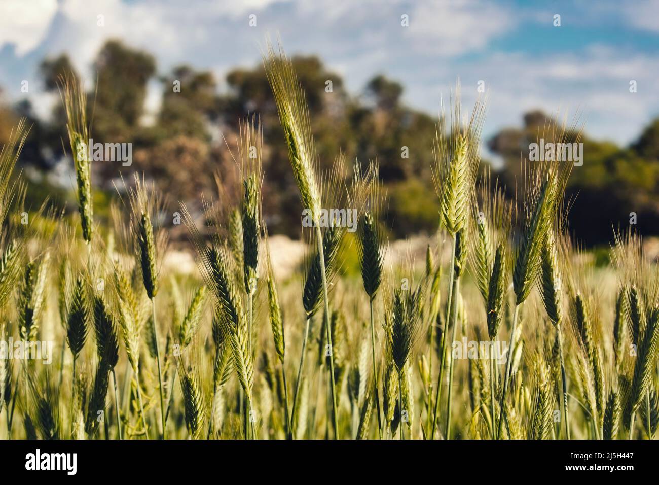 Sheaves of green wheat in an agricultural field in the countryside Stock Photo Alamy