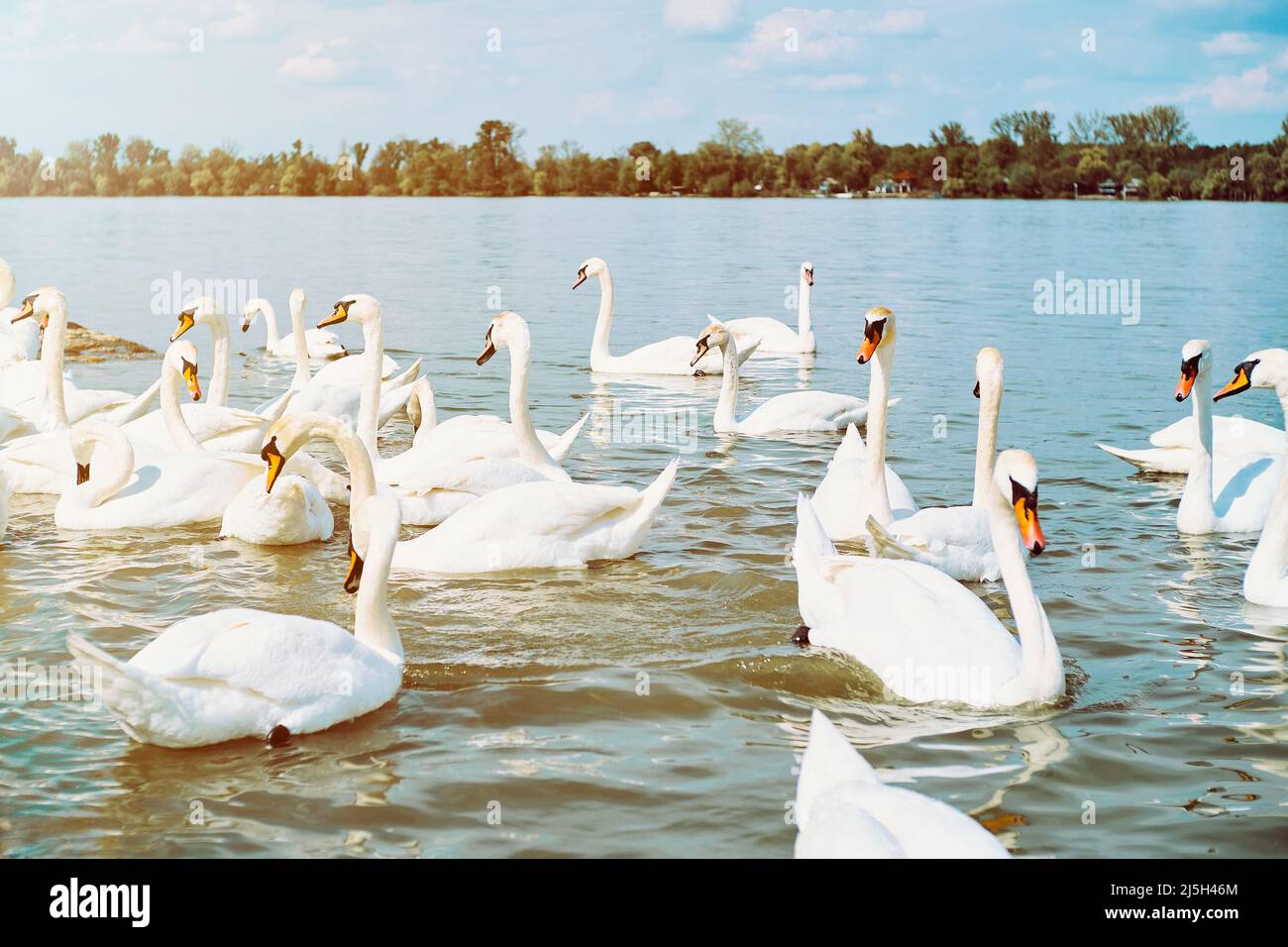 Group of white swans in Danube river in Zemun, Belgrade Stock Photo