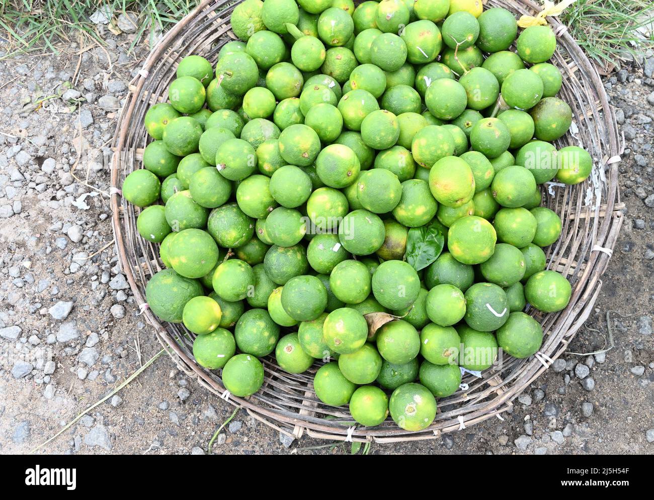 Overhead view of a basket full of Sweet Orange fruits (Citrus sinensis) on the ground Stock Photo
