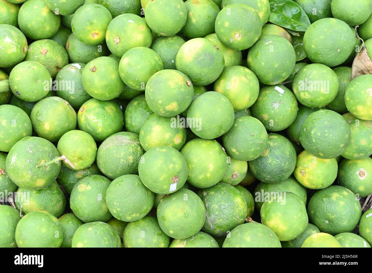Overhead view of lots of ripen Sweet Orange fruits (Citrus sinensis) Stock Photo
