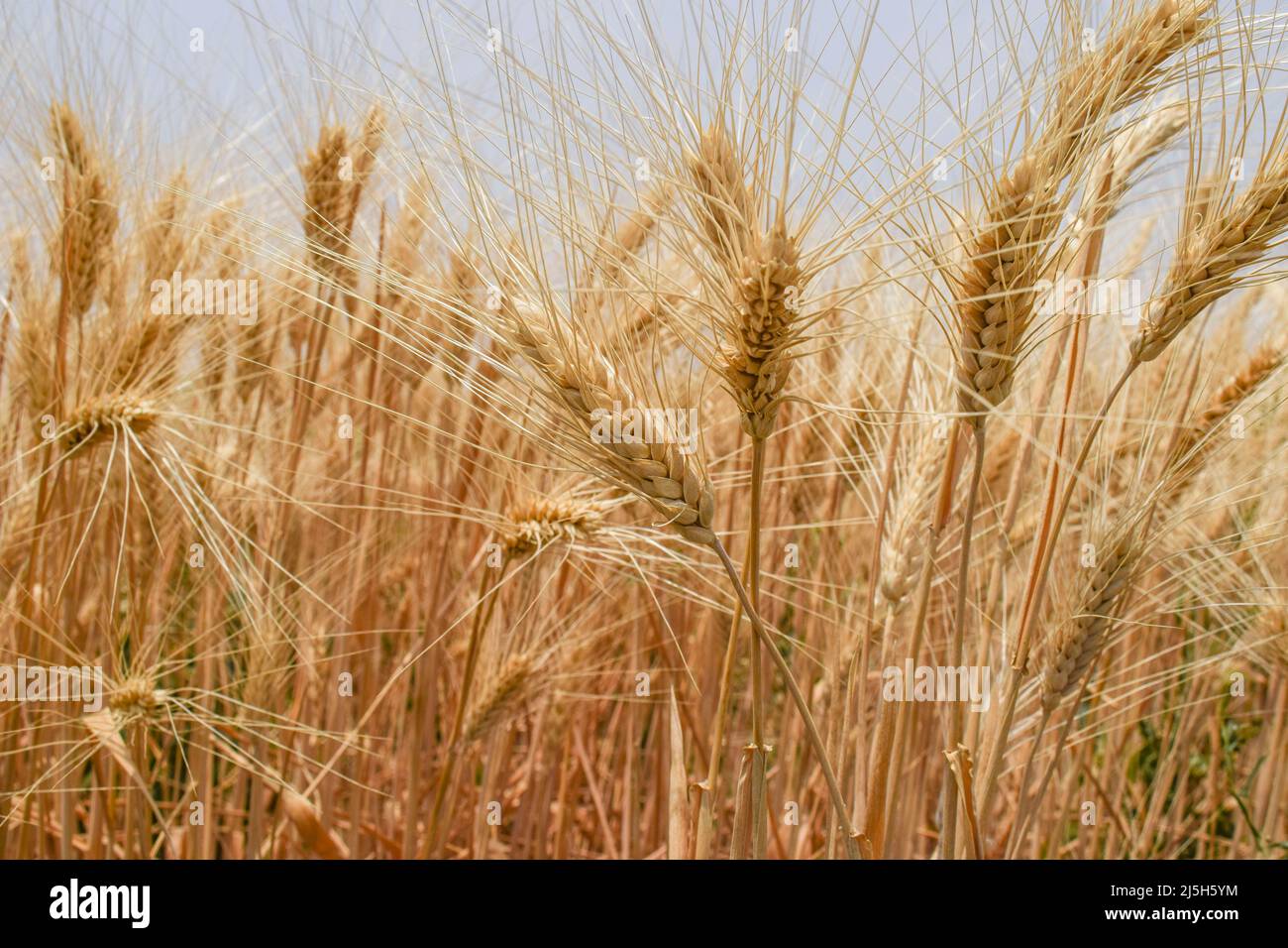 Gandum wheat hires stock photography and images Alamy