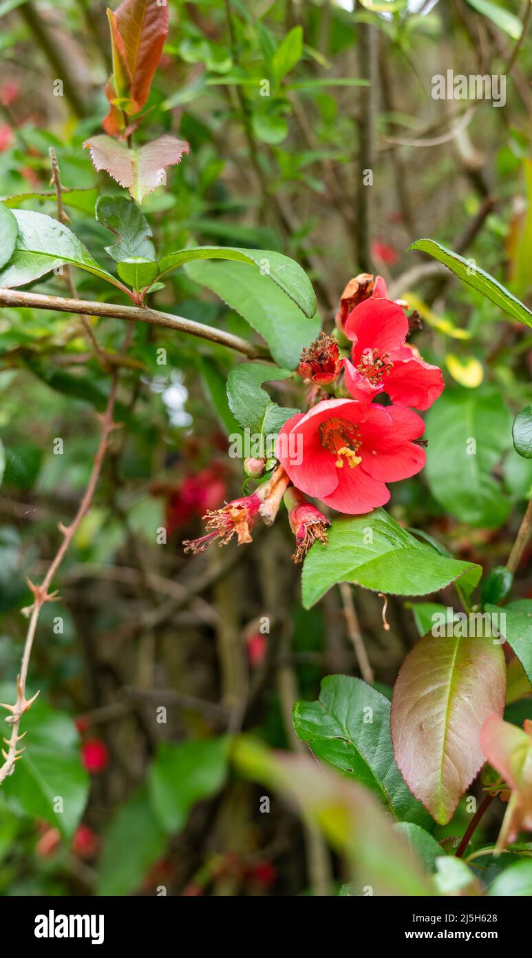 close up of flowering ornamental quince (Chaenomeles x superba) Orange Trail in spring Stock Photo