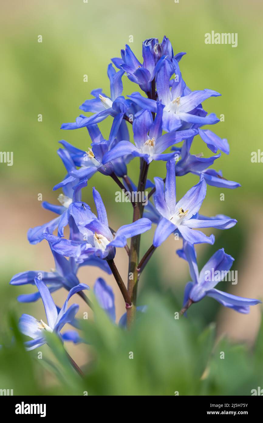 Close up of glory of the snow (scilla forbesii) flowers in bloom Stock Photo