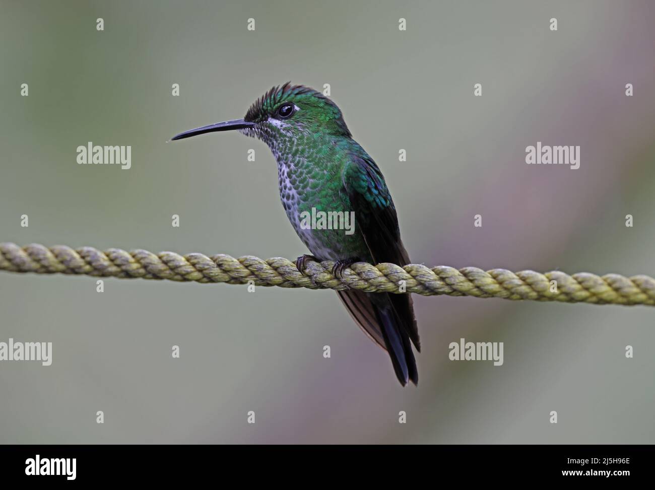 Green-crowned Brilliant (Heliodoxa jacula henryi) adult female perched on rope Costa Rica                  March Stock Photo
