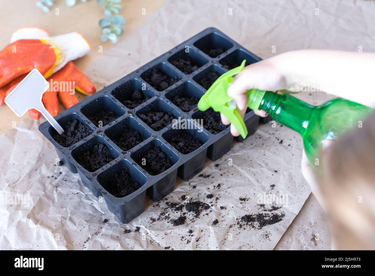 boy sprays freshly planted seeds with water in a seedling cassette Stock Photo