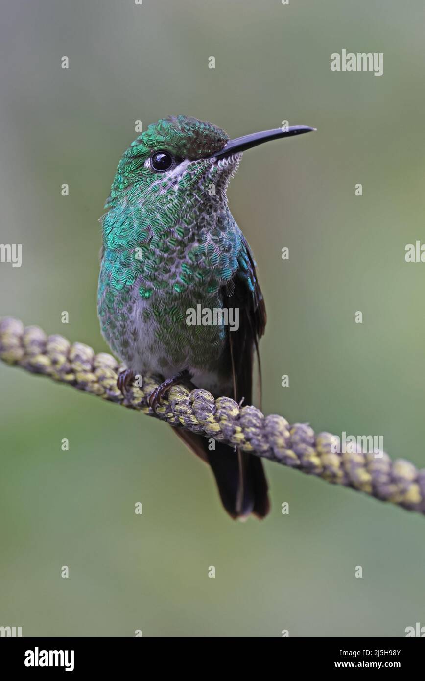 Green-crowned Brilliant (Heliodoxa jacula henryi) adult female perched on rope Costa Rica                  March Stock Photo