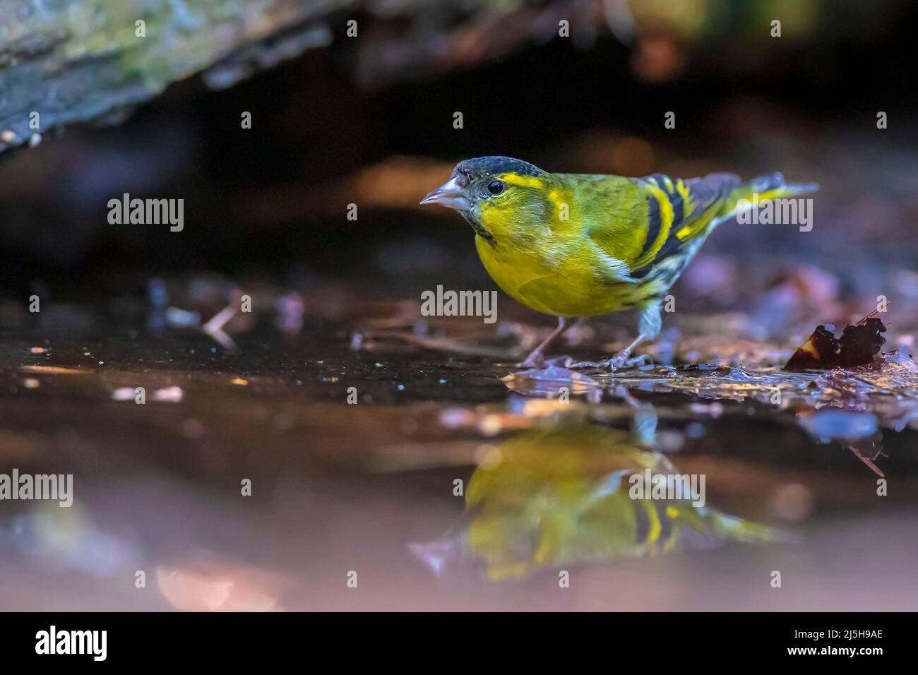 Eurasian siskin , Spinus spinus, perched on a branch of a tree in a dark forest. drinking from a small puddle of water Stock Photo