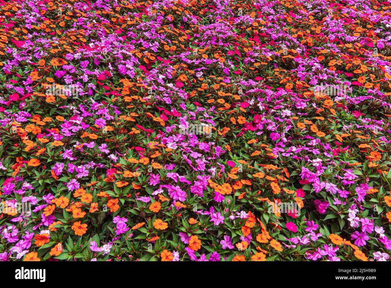 Field of orange, pink and red periwinkle flowers (Vinca) - Florida, USA Stock Photo
