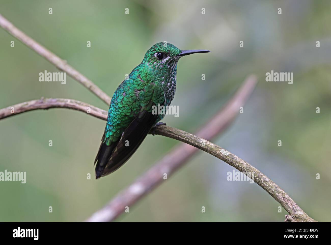 Green-crowned Brilliant (Heliodoxa jacula henryi) adult female perched on twig Costa Rica                  March Stock Photo