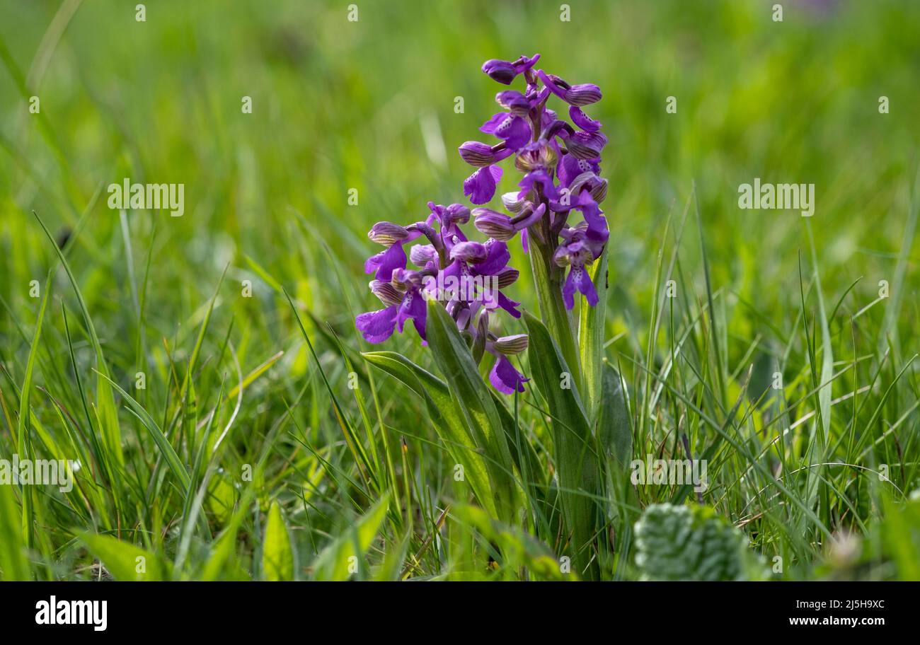Protected Green Winged Orchids flowering in springtime in a wild flower meadow, Worcestershire, England. Stock Photo