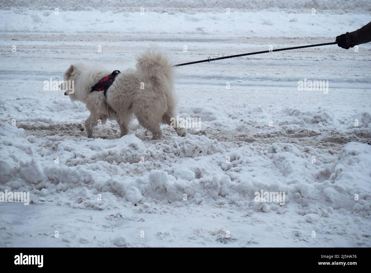 White Husky Dog on a Leash on a Snowy Road, Seen from the Side Stock