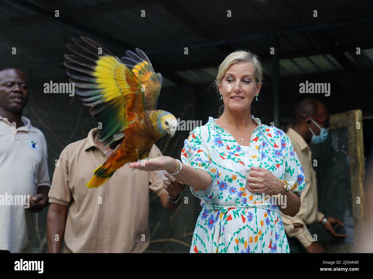 The Countess of Wessex with St Vincent's national bird, the Amazona guildingii at the Botanical Gardens in St Vincent and the Grenadines, as she and her husband, the Earl of Wessex, continue their visit to the Caribbean, to mark the Queen's Platinum Jubilee. Picture date: Saturday April 23, 2022. Stock Photo