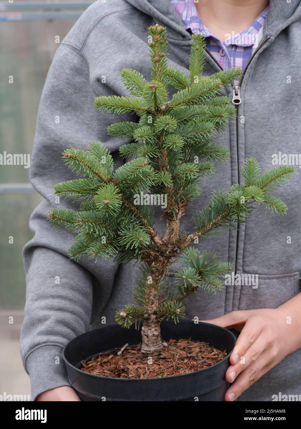A farmerette holding a pot with an Abies lasiocarpa compacta fir in her hands. Close up. Stock Photo