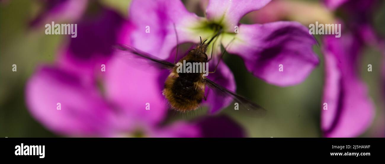 Bombylius major , Dark-edged Bee-fly nectaring on hoary stock plant ( Matthiola incana ) Langdon Nature Discovery Park, Lower Dunton Road, Essex, Brit Stock Photo