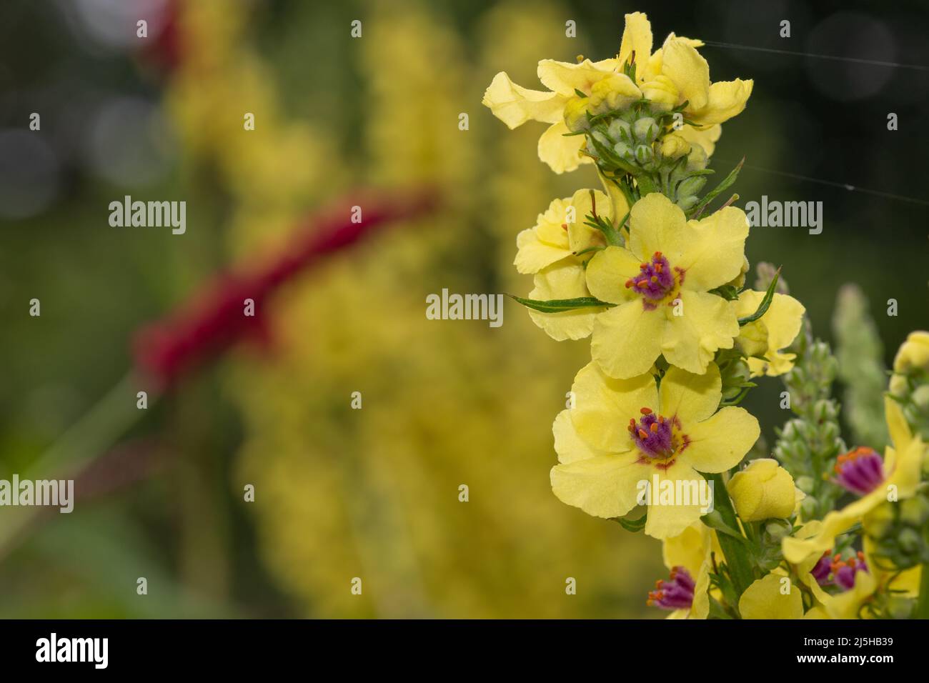 Close up of a verbascum chaixii flower in bloom Stock Photo