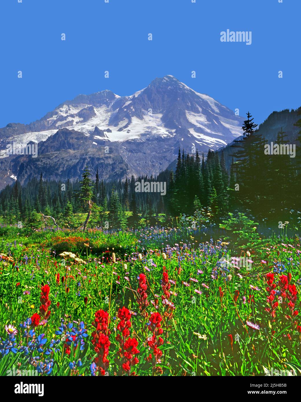 Mt Rainier from Indian Henry's Hunting Ground, Mt Rainier National Park, Cascade Range, Washington Stock Photo