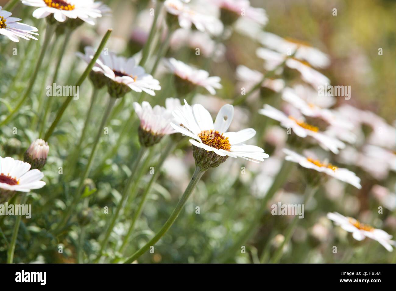 Moroccan daisies ( Rhodanthemum hosmariense) growing wild on a steep hillside . Stock Photo