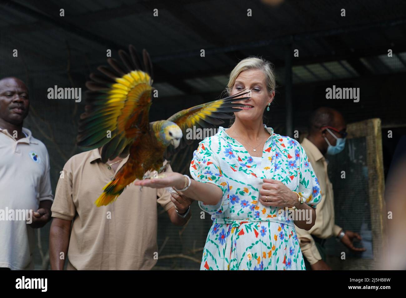The Countess of Wessex with St Vincent's national bird, the Amazona guildingii at the Botanical Gardens in St Vincent and the Grenadines, as she and her husband, the Earl of Wessex, continue their visit to the Caribbean, to mark the Queen's Platinum Jubilee. Picture date: Saturday April 23, 2022. Stock Photo