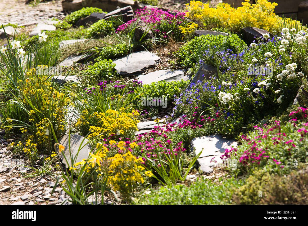 Garden rockeries plants hi-res stock photography and images - Alamy