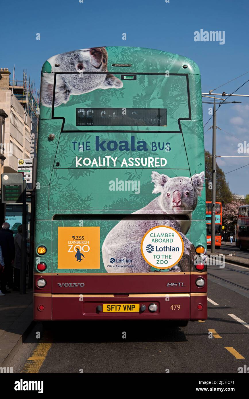 Edinburgh Zoo advert with koalas on the back of a Lothian bus on Princes Street, Edinburgh, Scotland, UK. Stock Photo